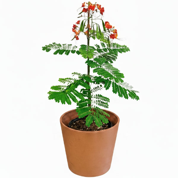 Potted plant with red flowers on a grassy surface with a white wooden panel background