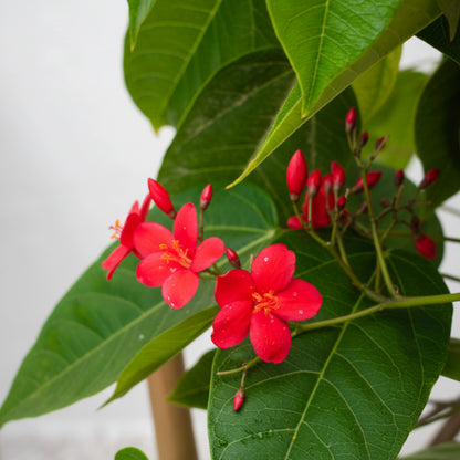 Jatropha Integerrima, Peregrine, Spicy Jatropha