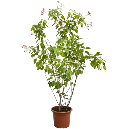 Jatropha Integerrima, Peregrine, Spicy Jatropha
