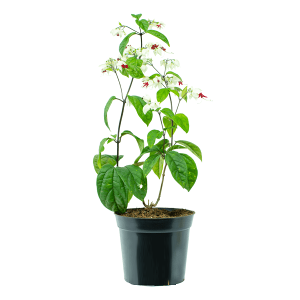 Clerodendrum Thomsoniae, Pink Bleeding Heart Vine - www.Greenie.ae Buy online Best and Healthy Plants and quality products guarantee in Dubai Plants Shop in Dubai Abu Dhabi all over UAE Plants near me Fresh Plants in Dubai where to buy plants in UAE - Greenie.ae