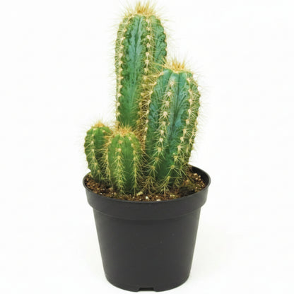 Pachy Cactus - Greenie.ae Dubai UAE Delivery Online Shop