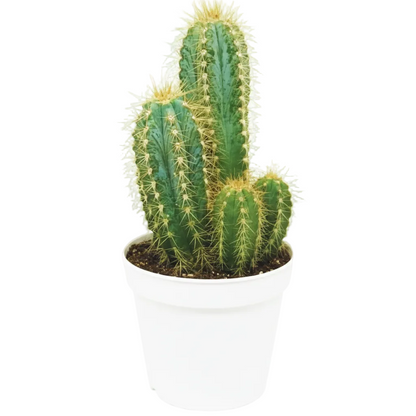 Pachy Cactus - Greenie.ae Dubai UAE Delivery Online Shop