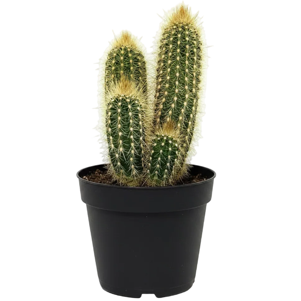 Pachy Cactus - Greenie.ae Dubai UAE Delivery Online Shop
