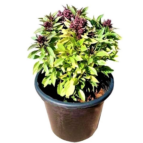 Rehan Herb, Persian Basil, Ocimum Basilicum - www.Greenie.ae Buy online Best and Healthy Plants and quality products guarantee in Dubai Plants Shop in Dubai Abu Dhabi all over UAE Plants near me Fresh Plants in Dubai where to buy plants in UAE - Greenie.ae