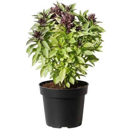 Rehan Herb, Niazbo, Persian Basil, Ocimum Basilicum