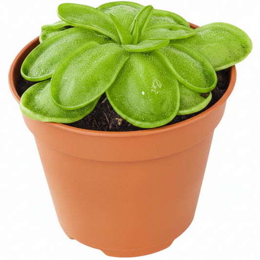 Butterworts , Sarracenia pinguicula