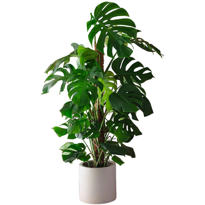 Swiss Cheese Plant, Monstera Deliciosa , The Hurricane