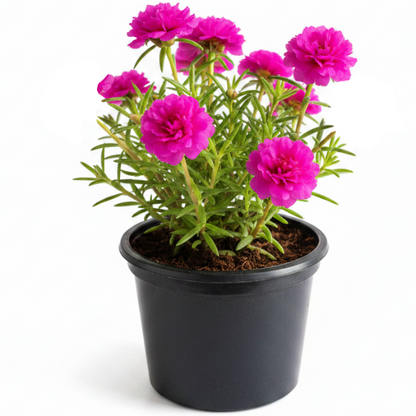 Rose Moss, Portulaca Grandiflora