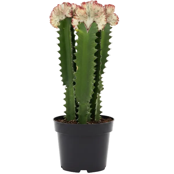 Euphorbia Trigona, African Milk Tree, Trigona Rubra