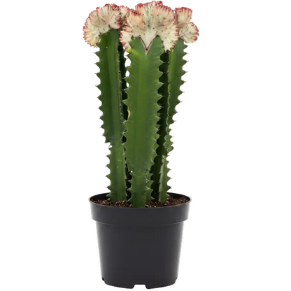 Euphorbia Trigona, African Milk Tree, Trigona Rubra