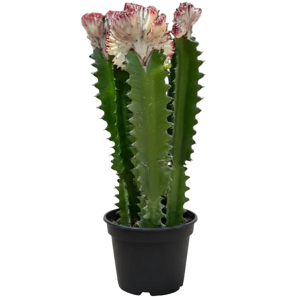 Euphorbia Trigona, African Milk Tree, Trigona Rubra