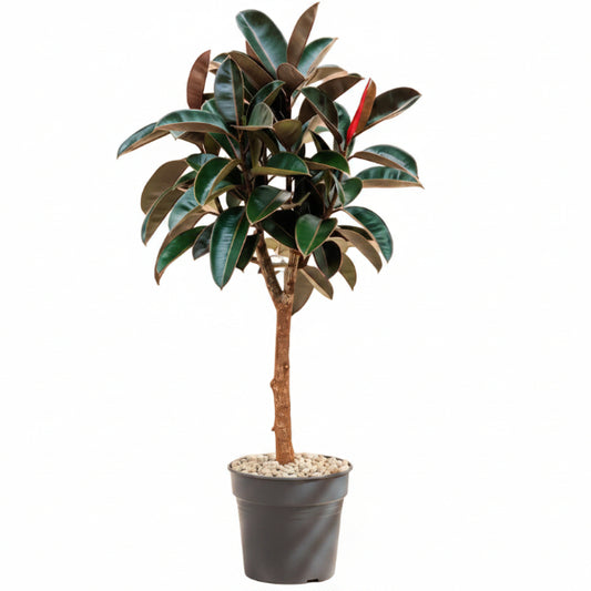 Ficus elastic Tree, Rubber Plant Tree