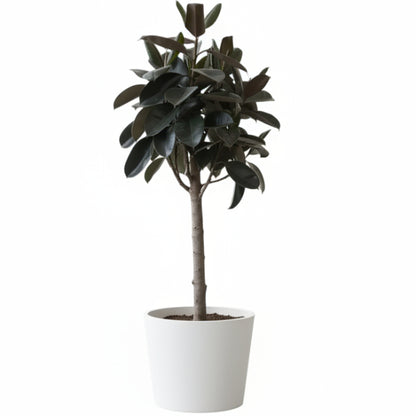 Ficus elastic Tree, Rubber Plant Tree