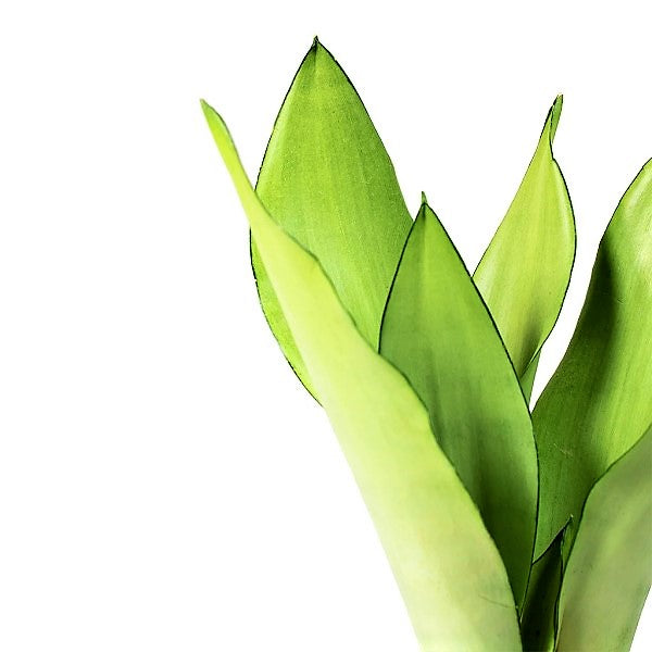 Snake Plant MoonShine, Sansevieria trifasciata - www.Greenie.ae Buy online Best and Healthy Plants and quality products guarantee in Dubai Plants Shop in Dubai Abu Dhabi all over UAE Plants near me Fresh Plants in Dubai where to buy plants in UAE - Greenie.ae