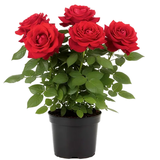Rose Plant Outdoor
