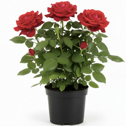 Rose Plant Outdoor