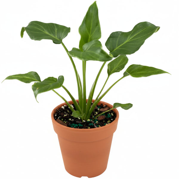 Philodendron xanadu - Greenie.ae Dubai UAE Delivery Online Shop