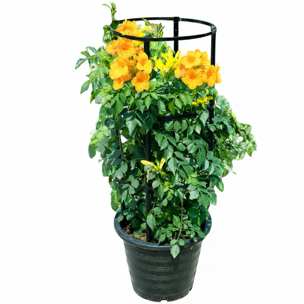 A potted flowering plant with bright yellow trumpet-shaped blossoms and green foliage, growing in a black plastic pot and supported by a black metal trellis frame, shown on a plain white background.