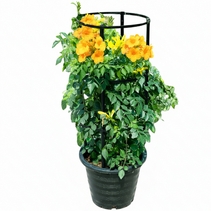 A potted flowering plant with bright yellow trumpet-shaped blossoms and green foliage, growing in a black plastic pot and supported by a black metal trellis frame, shown on a plain white background.