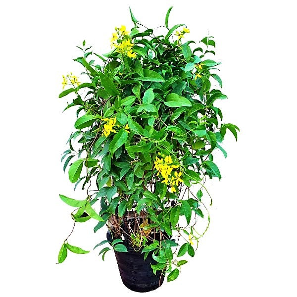 Tristellateia australasiae, Shower of Gold Climber - www.Greenie.ae Buy online Best and Healthy Plants and quality products guarantee in Dubai Plants Shop in Dubai Abu Dhabi all over UAE Plants near me Fresh Plants in Dubai where to buy plants in UAE - Greenie.ae