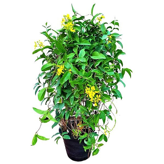 Tristellateia australasiae, Shower of Gold Climber - www.Greenie.ae Buy online Best and Healthy Plants and quality products guarantee in Dubai Plants Shop in Dubai Abu Dhabi all over UAE Plants near me Fresh Plants in Dubai where to buy plants in UAE - Greenie.ae
