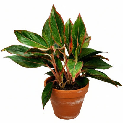  Aglaonema King of Siam - www.Greenie.ae Buy online Best and Healthy Plants and quality products guarantee in Dubai Plants Shop in Dubai Abu Dhabi all over UAE Plants near me Fresh Plants in Dubai where to buy plants in UAE - Greenie.ae Agave Attenuata, S