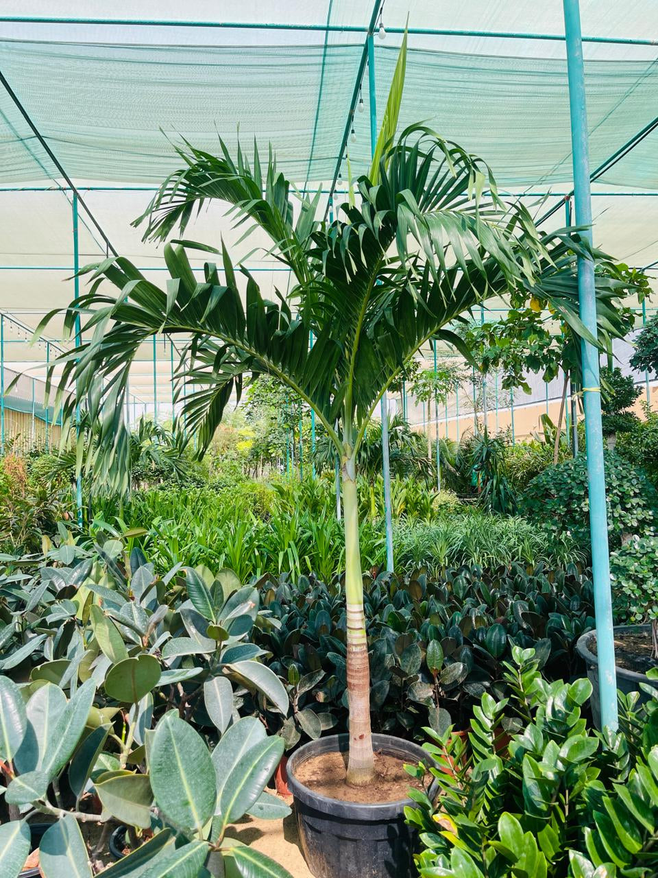 Foxtail Palm, Wodyetia Bifurcata
