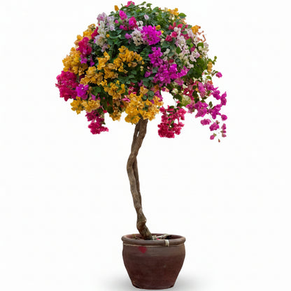 Bougainvillea Multicolor Specimen
