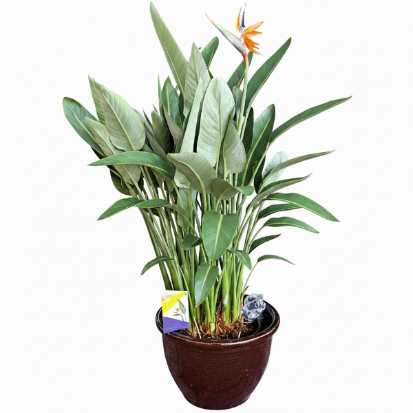 Bird of Paradise, Strelitzia Reginae, outdoor