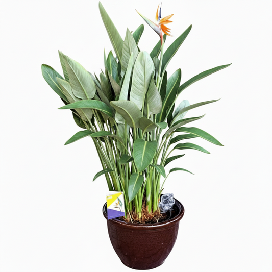 Bird of Paradise, Strelitzia Reginae, outdoor