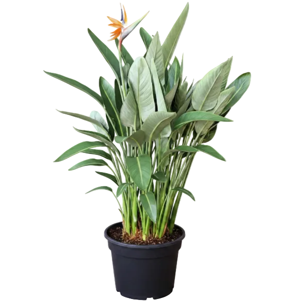 Bird of Paradise, Strelitzia Reginae Plant
