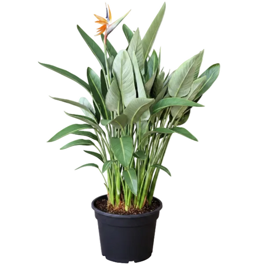Bird of Paradise, Strelitzia Reginae Plant