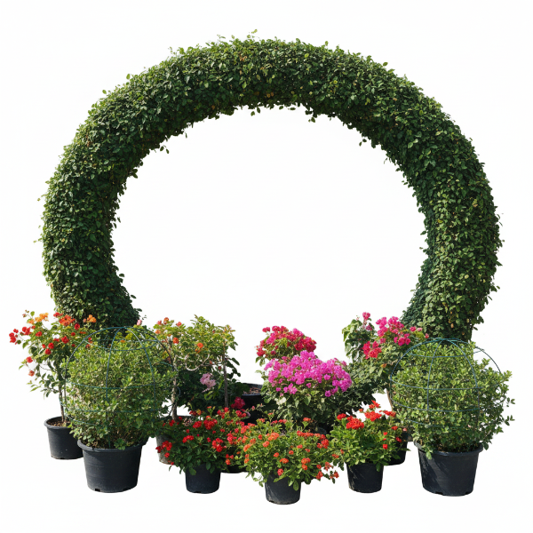 Ehretia Big (Different Shapes)
