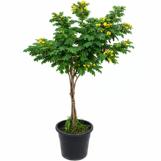 Cassia Surattensis, Scrambled Egg Plant, Sunshine tree