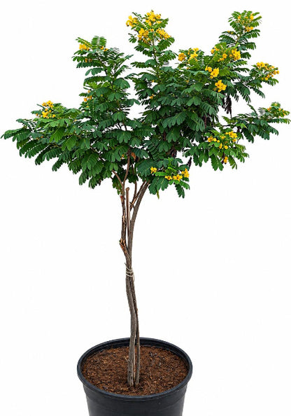 Cassia Surattensis, Scrambled Egg Plant, Sunshine tree