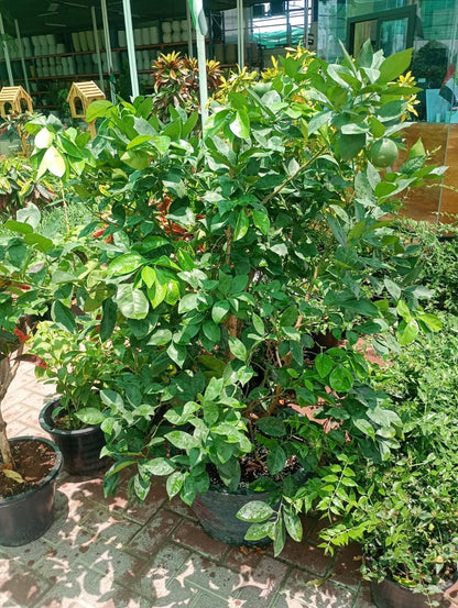 Citrus orange, Abu Surra, Orange Tree