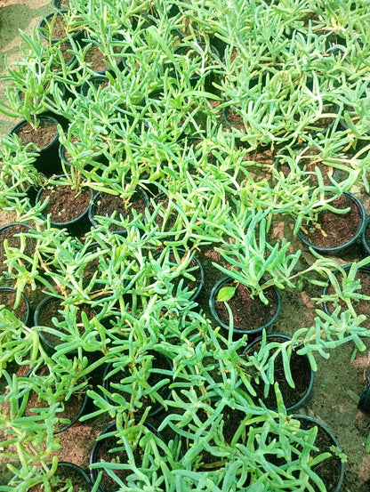 Lampranthus spectabilis, Copiosus (small)