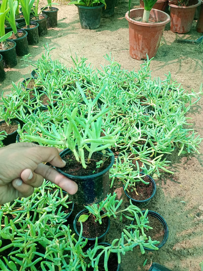 Lampranthus spectabilis, Copiosus (small)