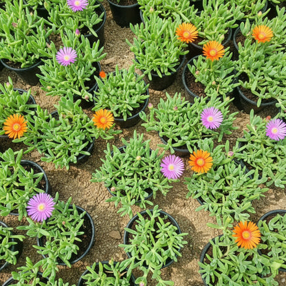Collection of green plants in black pots on a brown surface