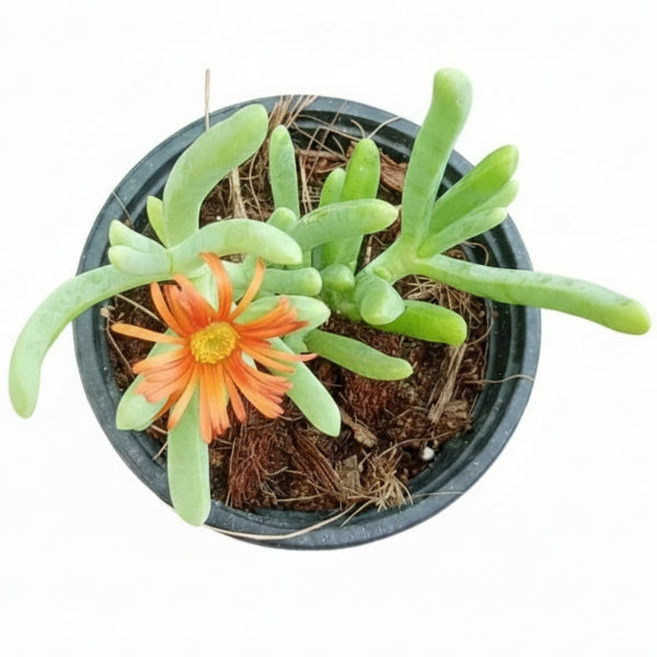 lampranthus succulent Lampranthus spectabilis Dubai UAE best online Plants