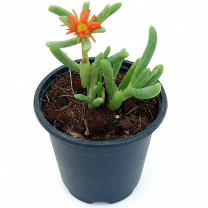 Small potted plant with orange flower held by a hand on a concrete surface.