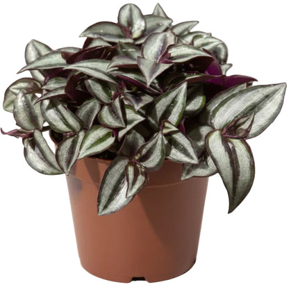 Tradescantia zebrina , Wandering Jew