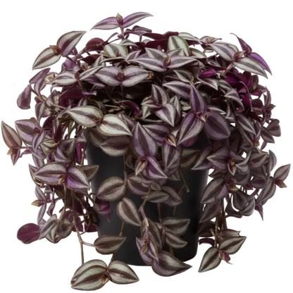 Tradescantia zebrina , Wandering Jew