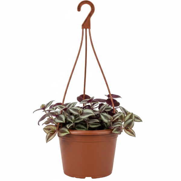 Tradescantia zebrina , Wandering Jew
