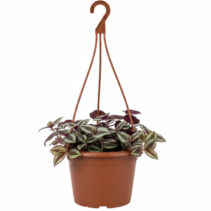 Tradescantia zebrina , Wandering Jew