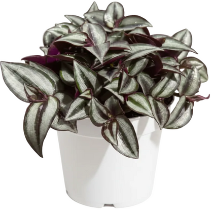 Tradescantia zebrina , Wandering Jew