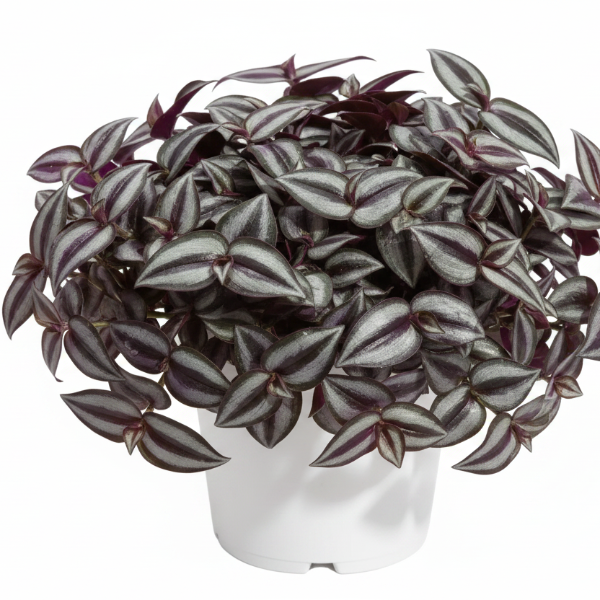 Tradescantia zebrina , Wandering Jew