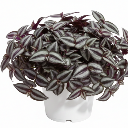Tradescantia zebrina , Wandering Jew