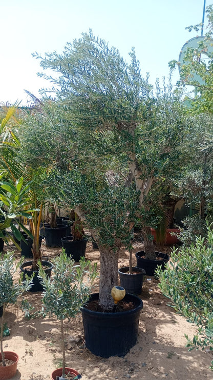 Olive Tree, Olea Europaea - Greenie.ae Dubai UAE Delivery Online Shop