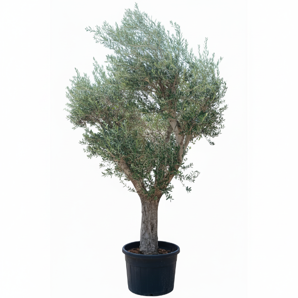 Olive Tree, Olea Europaea - Greenie.ae Dubai UAE Delivery Online Shop